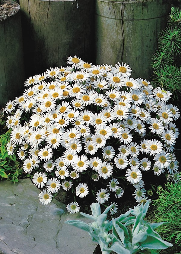 Aster alpinus ALBUS (1538)